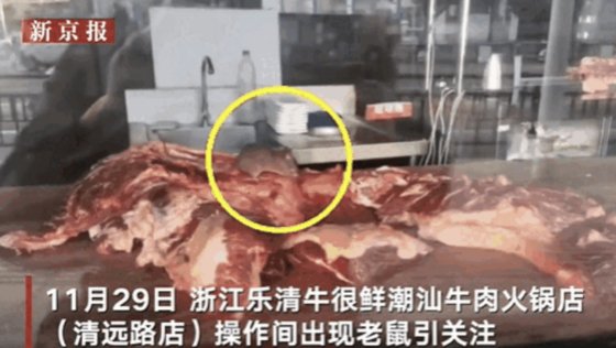 중국의 한 훠궈 체인점에서 쥐 한 마리가 주방 작업대에 놓인 고기를 뜯어 먹고 있는 모습. 사진 신경보 캡처