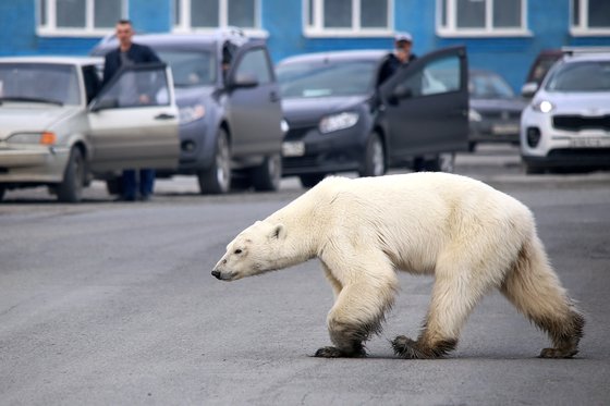먹이 찾아 도시에 온 북극곰. 굶주린 북극곰 한 마리가 서식지에서 수백㎞ 떨어진 러시아 노릴스키에서 발견됐다. 전문가들은 지구온난화가 이들의 서식지를 손상하고 먹이활동을 어렵게 한다고 말한다. AFP=연합뉴스
