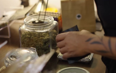 캐나다 시중 유통 대마초 안전성 미흡